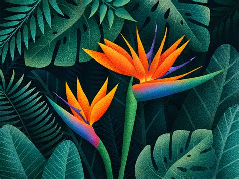 Birds of paradise with a touch of magic